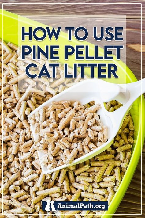 Is it safe to use pine pellets as cat litter? Pine Pellet Litter Box Diy, Pine Pellets For Cat Litter, Diy Sifting Litter Box Pine Pellets, Litter Box Ideas Diy, Pine Cat Litter, Cat Liter, Tidy Cat Litter, Litter Box Smell, Cat Litter Box Ideas