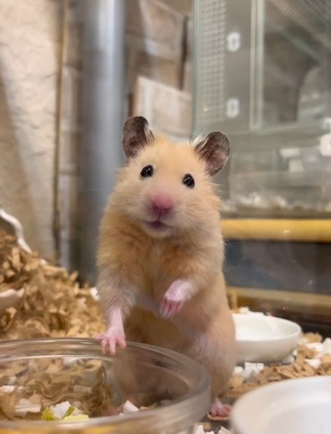 Ginger Hamster, Hamster Pics, Hamster Food, Syrian Hamster, Cute Rats, Hams, Gerbil, Cute Hamsters, Animal Projects