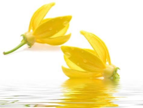 Ylang Ylang Essential Oil Benefits, Homemade Perfume, Ylang Ylang Flower, Natural Headache Remedies, Ylang Ylang Essential Oil, Travel Candles, Essential Oil Benefits, Make Beauty, Oil Benefits