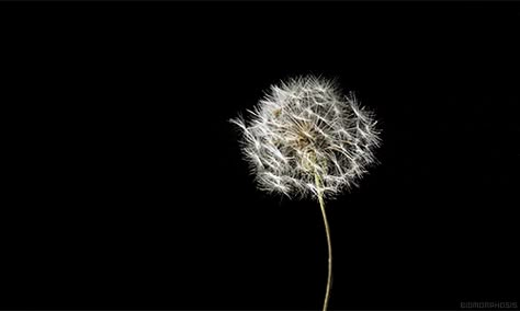 black-dandelion-flower-flowers-favim-com-2495926 Dandelion Gif, Beau Gif, Gratitude Diary, A Dandelion, Dandelion Wish, Amazing Gifs, Dandelion Flower, Favorite Flower, Beautiful Gif