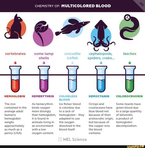 Infographic Biology, Lab Decor, Science Infographics, Chemistry Projects, Chemistry Basics, Biology Facts, Teaching Chemistry, Chemistry Lessons, Cool Science Facts