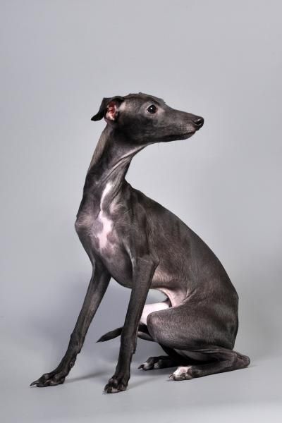 Dogs Reference Photos, Dog Looking Down, Greyhound Reference, Animal Photo Reference, Dog Reference Photo, Greyhound Sitting, Growling Dog, Italian Greyhound Dog, Grey Hound