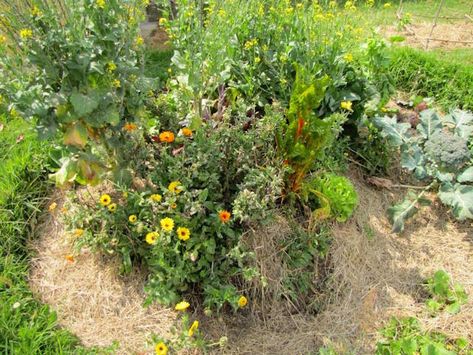 Guilds for the Small Scale Home Garden - The Permaculture Research Institute Permaculture Guilds, Planting Food, Mandala Garden, Small Scale Gardening, Gardening For Dummies, Fun Planters, Micro Garden, Coastal Garden, Annual Garden