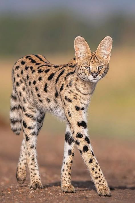 African Wild Cat, Small Wild Cats, Serval Cats, Exotic Cats, Pretty Animals, Majestic Animals, Cheetahs, Silly Animals, Small Cat