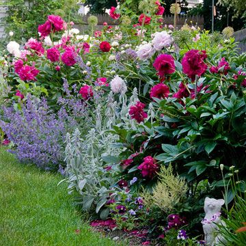 Plants with multiple petals, such as roses and peonies, are cottage-style favorites, and they have the added benefit of sweet scent. Contrast heights within beds by using spiky classics such as foxgloves and delphiniums. Peony Flower Garden, Dreamy Gardens, Gardening Inspiration, Herbaceous Border, Cottage Garden Design, Flower Garden Design, Garden Shrubs, Peonies Garden, Have Inspiration