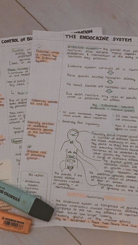 tried to follow the Cornell method with my biology notes and quite like how it turned out Notes Taking Methods Notebooks, Example Of Cornell Notes, Cornell Style Notes, Note Methods Ideas, Cornell Notes Physics, Cornell Notes Anatomy And Physiology, Aesthetic Notes Cornell, Best Note Taking Method For Science, Cornell Notes For Science