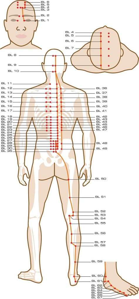 Meridian Acupuncture, Urinary Bladder, Meridian Points, Acupuncture Benefits, Energy Medicine, Acupuncture Points, Acupressure Points, Massage Techniques, Traditional Chinese Medicine