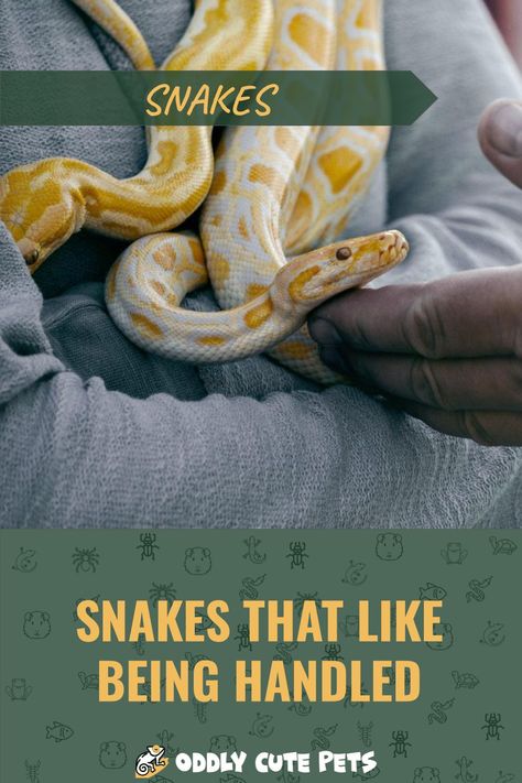 Learn about the best snakes for handling. If you're getting a new snake check out the ones we recommend for being handled often. [DETAILS] Types Of Pet Snakes, Small Snake Breeds, Corn Snake Cute, Pet Snakes For Beginners, Snake Breeding, Snake Enrichment, Leucistic Ball Python, Snake Habitat, Snake Breeds