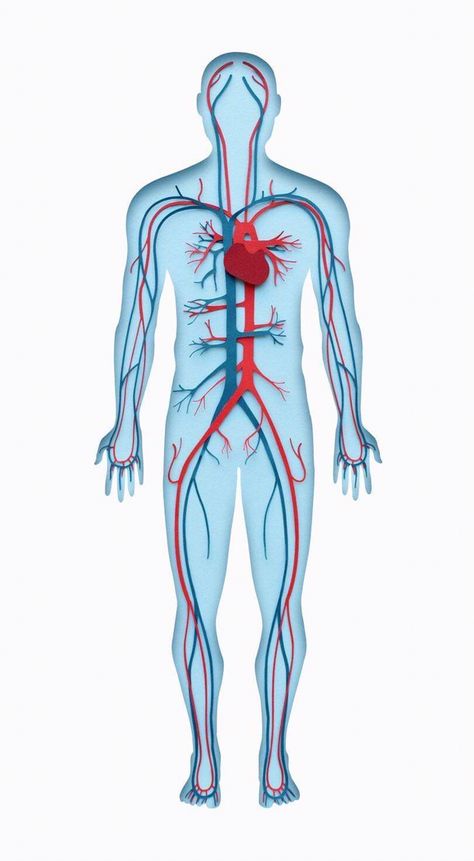 Owen Gildersleeve, Human Body Crafts, Nervous System Anatomy, Human Circulatory System, Man And Woman Silhouette, The Human Anatomy, Medical Poster, Human Body Activities, Medical Stickers