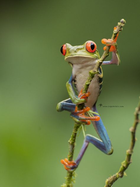 Art Reference Nature Photos, Poisonous Tree Frog, Frog Photography Nature, Art Inspiration Animals, Animal Photo Reference, Chameleon Photography, Red Eye Frog, Frog Reference, References Animals