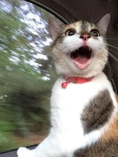 Mu cat just won't stop screaming in the car A Car, A Cat