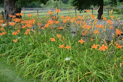 Ditch lilies. I adore them. Ditch Lilies, Ditch Lily, Ditch Landscaping, Ditch Ideas, Hemerocallis Fulva, Yard Planning, Cottage Landscape, Drainage Ditch, Lily Garden