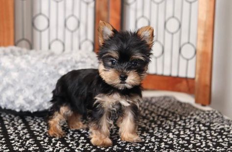 Cheap yorkie puppies for sale Yorkie Puppies For Sale, Parti Yorkies For Sale, Yorkie Breeders, Puppies Near Me, Yorkies For Sale, Yorkie Puppy For Sale, Western Nc, Yorkie Terrier, Dogs For Sale