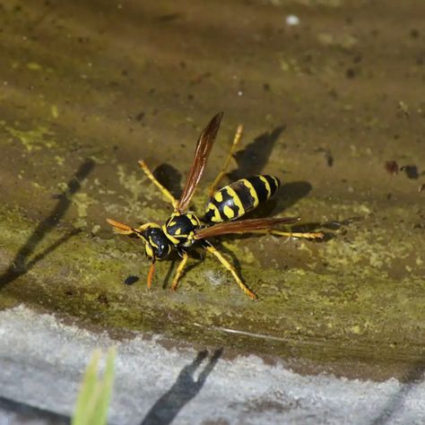 Yellow Jacket Trap, Yellow Jacket Wasp, Wasp Traps, Wasp Nest, Yellow Jackets, Yellow Jacket, Stray Cat, Food Animals, Yellow