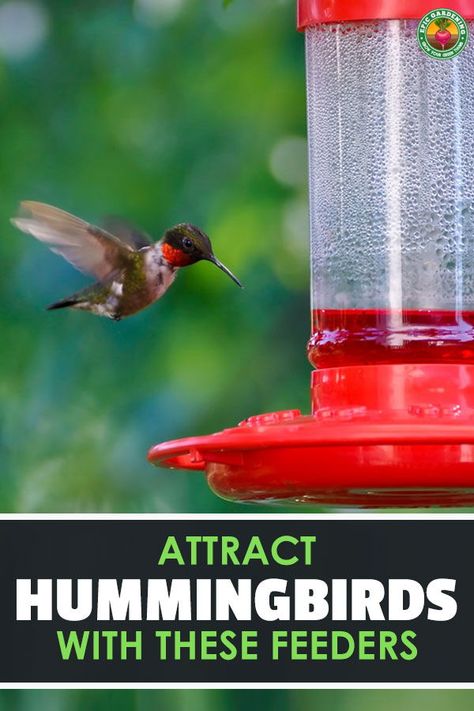 Do you love seeing the blur of hummingbird wings? Getting the best hummingbird feeder for your garden will draw them right in for a visit! Check out our in-depth buyer's guide. #gardening #birds When To Put Out Hummingbird Feeders, Flowers To Attract Hummingbirds, Hummingbird Fish Finder, Making Hummingbird Nectar, Make Hummingbird Food, Hummingbird Mixture, Cleaning Hummingbird Feeder, Hummingbird Wings, Large Bird Feeders