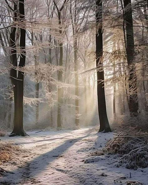 Winter Wood, Winter Scenery, Winter Beauty, Natural Scenery, Lighting Inspiration, Bird Photography, Winter Landscape, Tree Painting, Landscape Photos