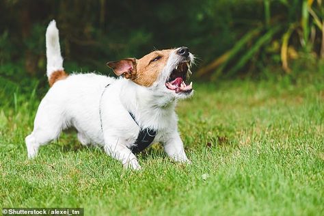 Barking hell: A This is Money reader has a noisy barking dog living nearby... Dog Grooming Ideas, Cut Dog Nails, Crate Train, Dog Growling, Stinky Dog, Dog Aggression, Paw Care, Grooming Ideas, Stop Dog Barking