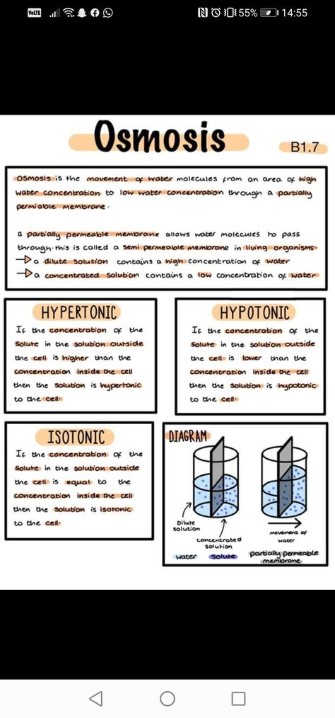 Active And Passive Transport Notes, Biology Notes Osmosis, Biology Osmosis Notes, Osmosis Notes Biology, Osmosis Notes, Biology College, Science Revision, Biology Revision, A Level Biology