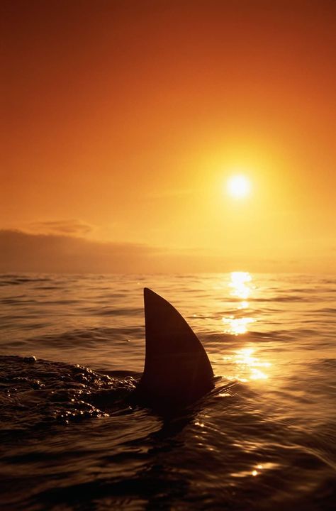 Shark Aesthetic Wallpaper, Shark Images, Shark Pictures, Bull Shark, Film Life, Dark Nature Aesthetic, 1% Wallpaper, Shark Week, Ocean Creatures