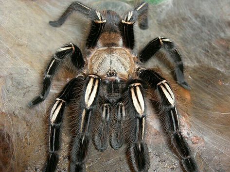 Skeleton Tarantula, Pet Tarantula, Arachnids Spiders, Spider Queen, Itsy Bitsy Spider, Spider Mites, Reptiles Pet, Creepy Crawlies, Arthropods