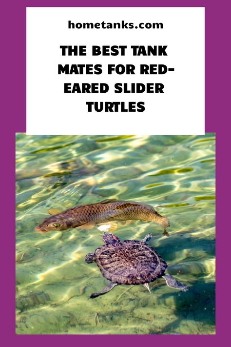 Red-eared slider turtles can live happily with fish, provided the tank is set up correctly. redearedslider redearedturtle aquariumpet Red Ear Turtle Habitat Ideas, Slider Turtle Tank Ideas, Outdoor Red Eared Slider Habitat, Red Slider Turtle Tank Ideas, Turtle Tank Ideas Sliders, Red Ear Slider Turtle Tank Ideas, Red Ear Slider Turtle Tank Ideas Diy, Red Ear Slider, Red Eared Slider Turtle Habitat