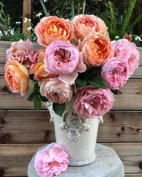 Michelle’s Urban Garden on Instagram: "First rose bouquet of the season includes Lady of Shalott, Distant Drums, The Alnwick, Strawberry Hill, Scentuous and Ambridge roses. My favorite time of the year in the garden has begun. Are your roses blooming yet? #davidaustinroses #roses #rose #cottagegarden #myroses #desertgardening #azgarden #myrosegarden #zone9b #cutflower #flower #cutroses #desdemonarose #thealnwickrose #thehappygardeninglife #frommygarden #cottagecore #cottagegardenstyle #cotta Alnwick Rose, Lady Of Shalott, Strawberry Hill, Desert Garden, David Austin Roses, Blooming Rose, Urban Garden, Rose Bouquet, Cut Flowers