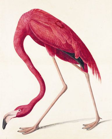 Flamingo Art Print, Flamingo Painting, Audubon Birds, James Audubon, Birds Of America, Flamingo Art, John James Audubon, Flamingo Print, Pink Flamingo