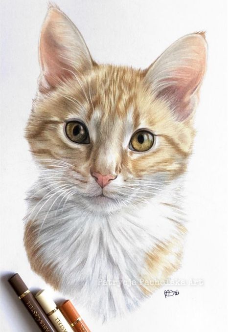 Ginger/white cat on A5 smooth bristol paper Cat Drawing Realistic Colored Pencils, Cat Color Pencil Drawing, Cat Realistic Drawing, Ginger White Cat, Cat Portrait Painting, Cat Drawing Tutorial, Sky Art Painting, Geometric Shapes Art, Animal Portraits Art