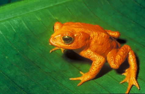 The search for Costa Rica's extinct golden toad Orange Frog, Frosch Illustration, Golden Frog, Golden Toad, Kunming, List Of Animals, Monteverde, Extinct Animals, Endangered Animals