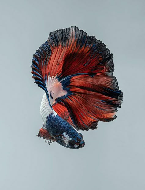 Beautiful Fishes, Fish Photography, Cr7 Wallpapers, Pretty Fish, Beta Fish, Cool Pencil Drawings, Beautiful Sea Creatures, Fish Drawings, Underwater Life