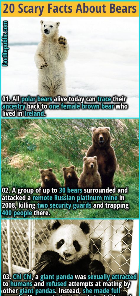 01. All polar bears alive today can trace their ancestry back to one female brown bear who lived in Ireland. #animal #bear #science #world #nature #didyouknow #interesting #fascinating #wtf #polarbear #platinum #panda #brownbear #ireland Facts About Bears, Female Panda, Random Knowledge, Fact Republic, Bear Names, Scary Facts, Animal Bear, London Zoo, Wow Facts