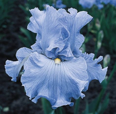 Iris Gardens, Delta Blues, Backyard Flowers, Blue Plants, Perennial Border, Flower Guide, Fragrant Plant, Iris Garden, Bouquet Arrangements