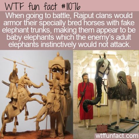 Fun Animal Facts, Weird History Facts, Fun Facts About Animals, Fake Baby, Facts Funny, History Facts Interesting, Baby Elephants, History Nerd, Science Facts