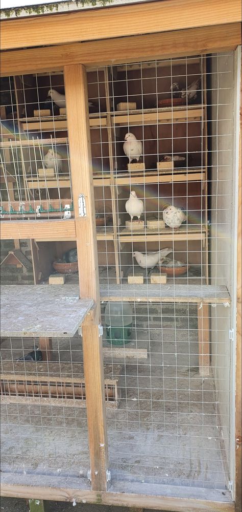 Pigeon Aviary, Pigeon Coop, Racing Pigeon Lofts, Pigeons For Sale, Pigeon Pictures, Pigeon Loft, Open Loft, Racing Pigeons, Hip Dress