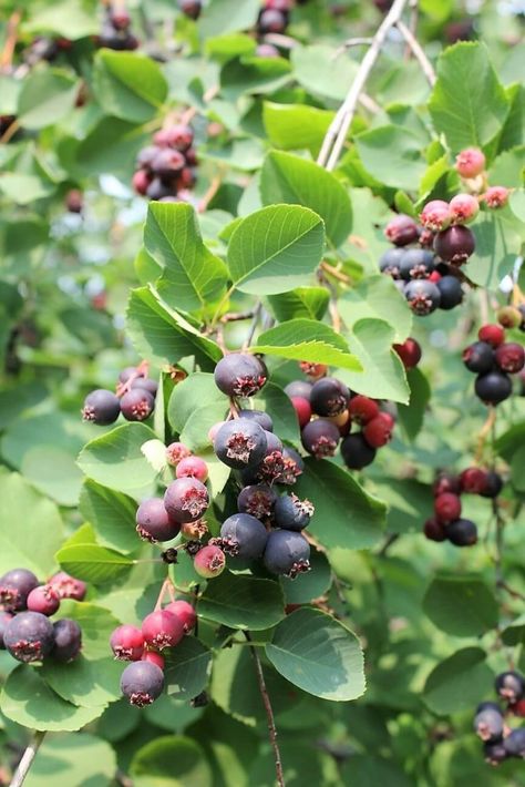 Saskatoon Jelly | Kitchen Frau Saskatoon Recipes, Saskatoon Berry, Edible Roses, Wild Food Foraging, Potager Garden, Berry Juice, Jam And Jelly, Berries Recipes, Food Forest