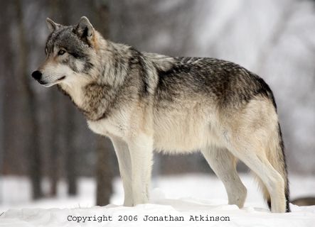 simple grey wolf model - The Hive Workshop Tamaskan Dog, Canada Wildlife, Ethiopian Wolf, Wolf Life, Timber Wolf, She Wolf, Red Wolf, Wolf Pictures, A Husky