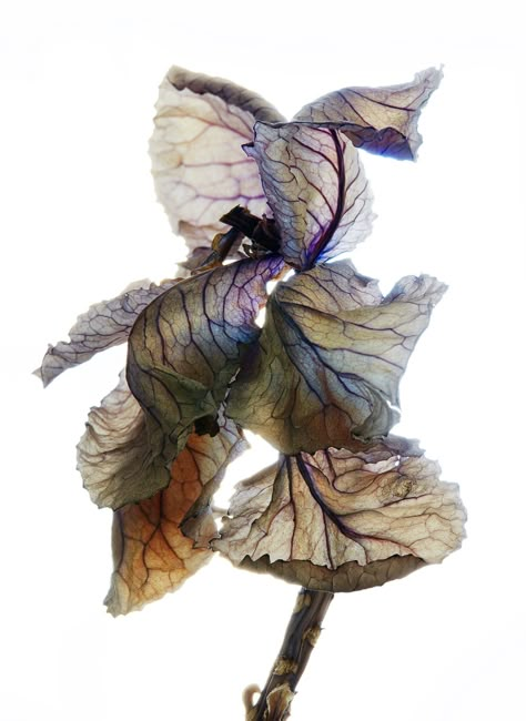 Photo by Johann Besse Watercolour Tips, Nature Shapes, Murmuration Art, Wilted Flowers, Withered Flower, Photo Still Life, Leaf Skeleton, Modern Florals, Botanical Photography