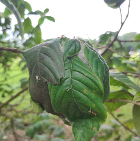 This ball of leaves is a pure work of art by Oecophylla, or weaver ants, who are obligately arboreal (i.e., they live in fruit trees) and use their larval silk to weave fresh leaves into their nest. Nests range from single-folded leaves to large beehive-like nests consisting of about 60 leaves or more. Tree characteristics influence the nest arrangement of weaver ants. In smaller trees, nests were closer to the trunk compared to those with larger canopies, which are host to larger nests. Weaver Ant, Animal Architecture, Fantasy World Inspiration, Kelp Forest, World Inspiration, The Nest, Small Trees, The Trunk, Bee Hive