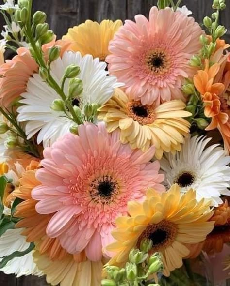 Gerbera Flower Bouquet, Daisy Flower Arrangements, Gerbera Daisy Bouquet, Quotes Celebrities, Gerbera Flower, Fleur Orange, Daisy Bouquet, Boquette Flowers, Wallpapers Quotes