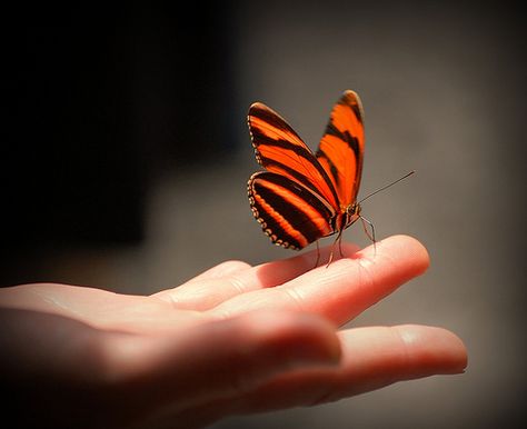 The Butterfly Touch by GlossyEye., via Flickr Profile Picture Images, Hand Photography, Butterfly Kisses, Cute Butterfly, Tiger Stripes, Butterfly Wallpaper, Beautiful Butterflies, Beautiful Creatures, True Love