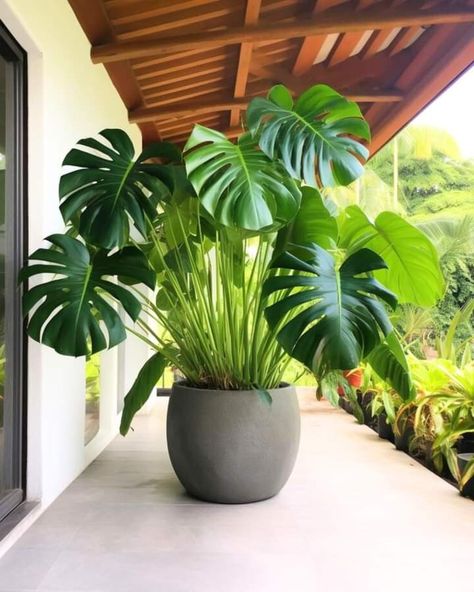 Pot Design Ideas, Pot Landscaping, Pot Decoration Ideas, Herbs In Pots, Tropical Backyard Landscaping, Ideas For Garden, Plant Pot Design, Tropical Backyard, Pot Decoration