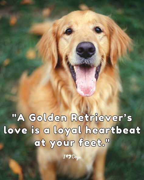 I Love My Golden Retriever Golden Retriever Quotes Love, Golden Retriever Quotes Funny, Golden Retriever Facts, Silly Golden Retriever Puppy, Cute Notes, Golden Retriever Meme Funny, Pictures Of You, Dog Days, In A Heartbeat