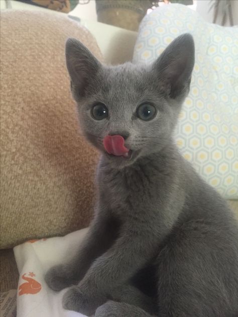 Russian Blue. Russian Blue Cat With Blue Eyes, Cats Russian Blue, Russian Blue Kitten Aesthetic, Blue Russian Kittens, Russian Blue Cat Kittens, Russian Blue Cat Personality, Cats Hypoallergenic, Blue Russian Cat, Cat Russian Blue