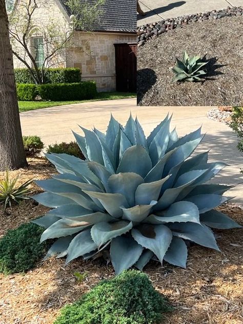 9 Beautiful Types of Blue Agave Plants | Balcony Garden Web Agave Plant Landscaping Florida, Blue Glow Agave Landscape, Blue Agave Plant Landscape Design, Foxtail Agave In Pot, Types Of Agave Plants, Agave Plant Landscaping Front Yards, Backyard Desert Landscape Ideas, Agave Garden Design, Agave Plant Landscaping