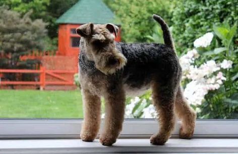 Welsh Terrier Temperament & Puppy Info (Price, Breeders, etc) Welsh Terrier Puppy, Dog Poems, All Breeds Of Dogs, Welsh Terrier, Adorable Puppies, Terrier Puppy, Puppies For Sale, Cute Puppies, New World