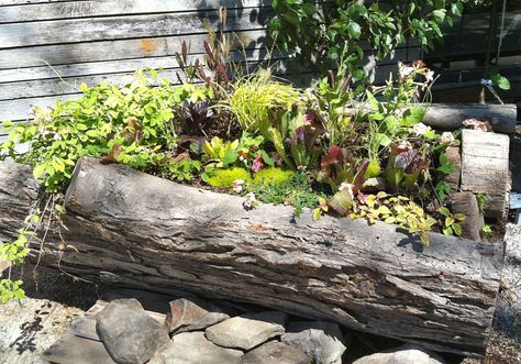 springlogplanter-terrain2 Tree Stump Planter, Driftwood Planters, Log Planter, Garden Area, Native Garden, Woodland Garden, Garden Pathway, Tree Stump, Community Gardening