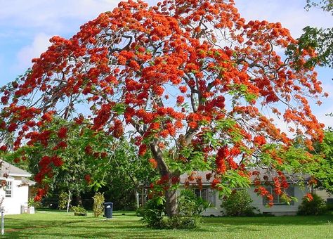 The Best Trees to Plant in Florida | Natives, ornamentals and Fruit trees Florida Trees Landscaping Ideas, Lined Driveway, Florida Trees, Mimosa Tree, Florida Landscaping, Tree Lined Driveway, Landscape Plants, Tropical Landscape, Blooming Trees