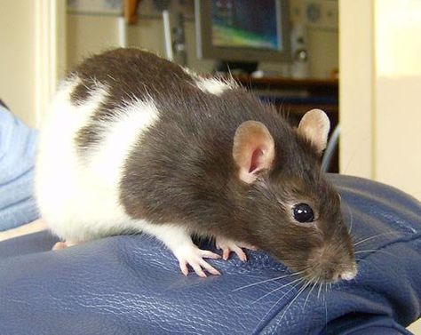 Pet Rats. Seriously if you've never had one as a pet don't knock it. They make wonderful pets, very smart, clean and like to be handled. Hooded Rat, Brown Rat, Getting Rid Of Rats, Rat Poison, Baby Rats, Funny Rats, Fancy Rat, Cute Rats, A Rat