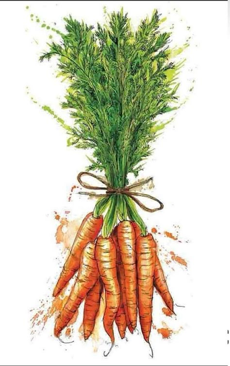 Georgina Luck, Carrot Art, Fruit Sketch, Veggie Art, Vegetable Painting, Food Illustration Art, Watercolor Food, Food Painting, Fruit Painting