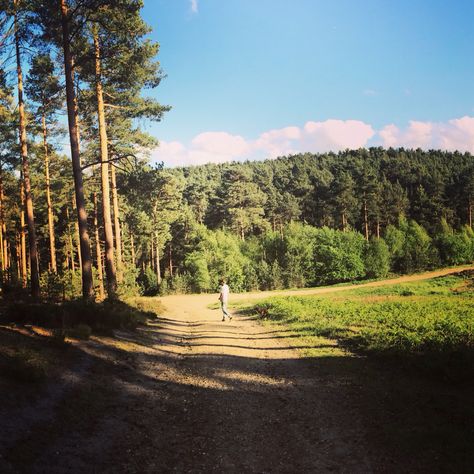 Bourne Woods, Farnham, Surrey, UK :) Farnham Surrey, Country Roads, England, Road, Wood, Travel